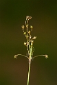 Wood-rushes